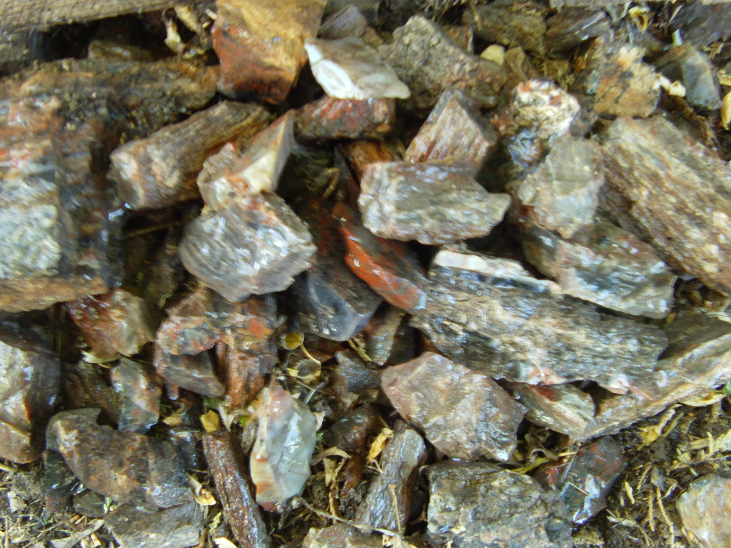 Petrified Wood: Colorful/Rainbow/Red