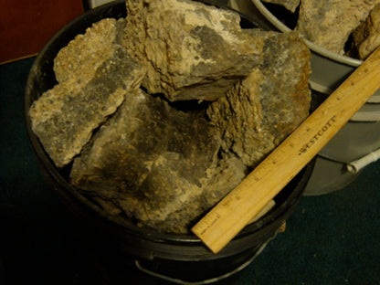 Turitella Agate