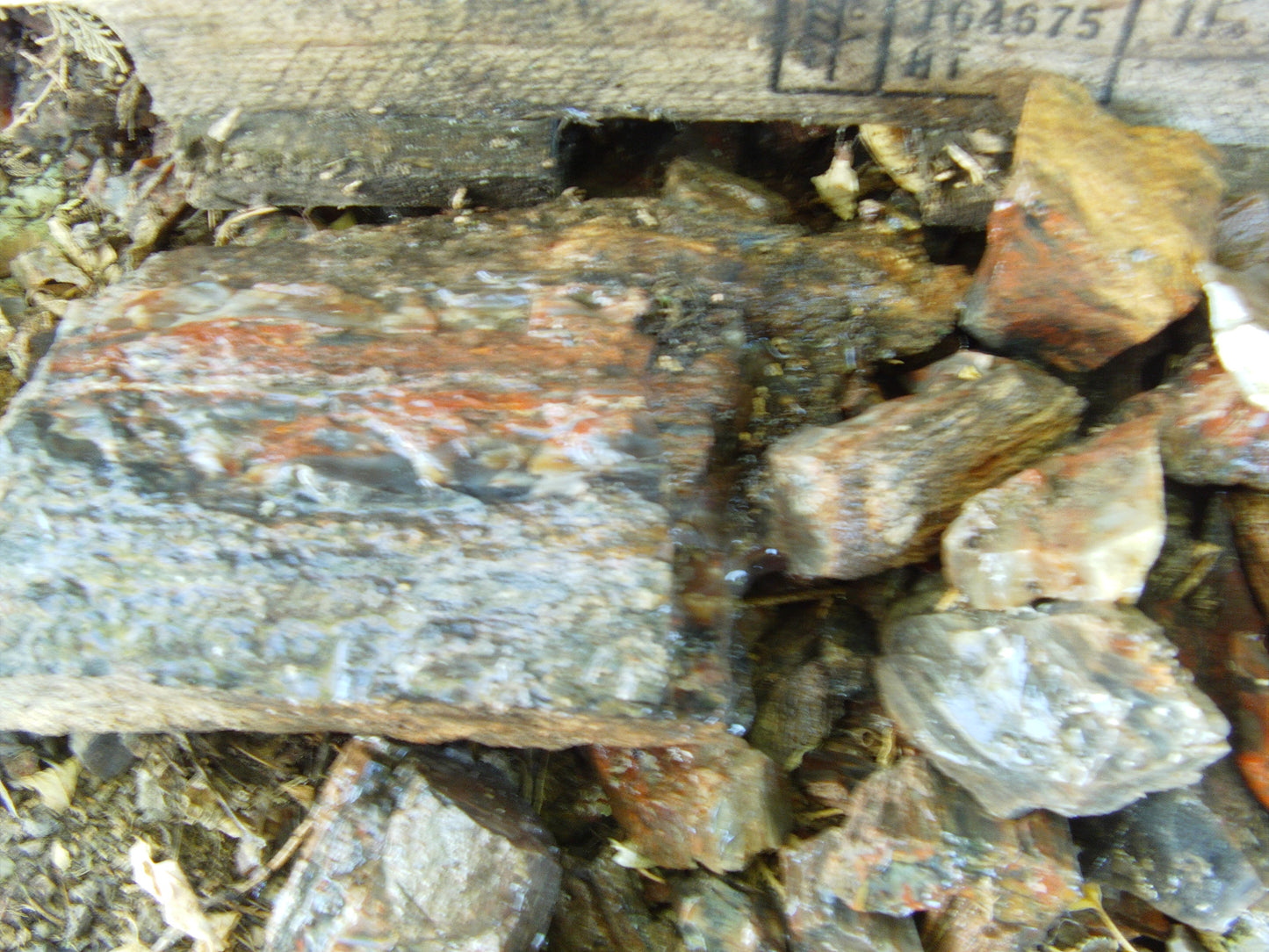 Petrified Wood: Colorful/Rainbow/Red