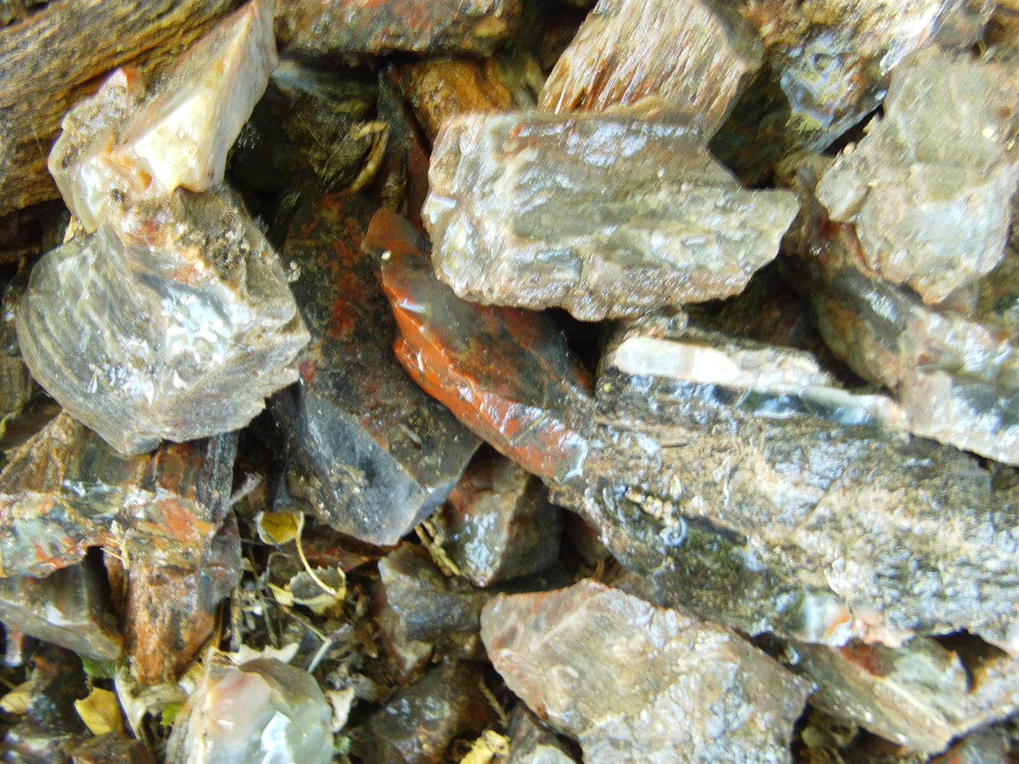 Petrified Wood: Colorful/Rainbow/Red