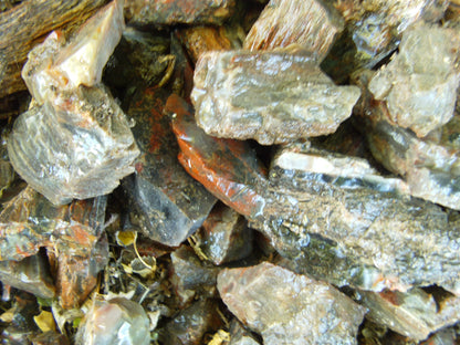 Petrified Wood: Colorful/Rainbow/Red