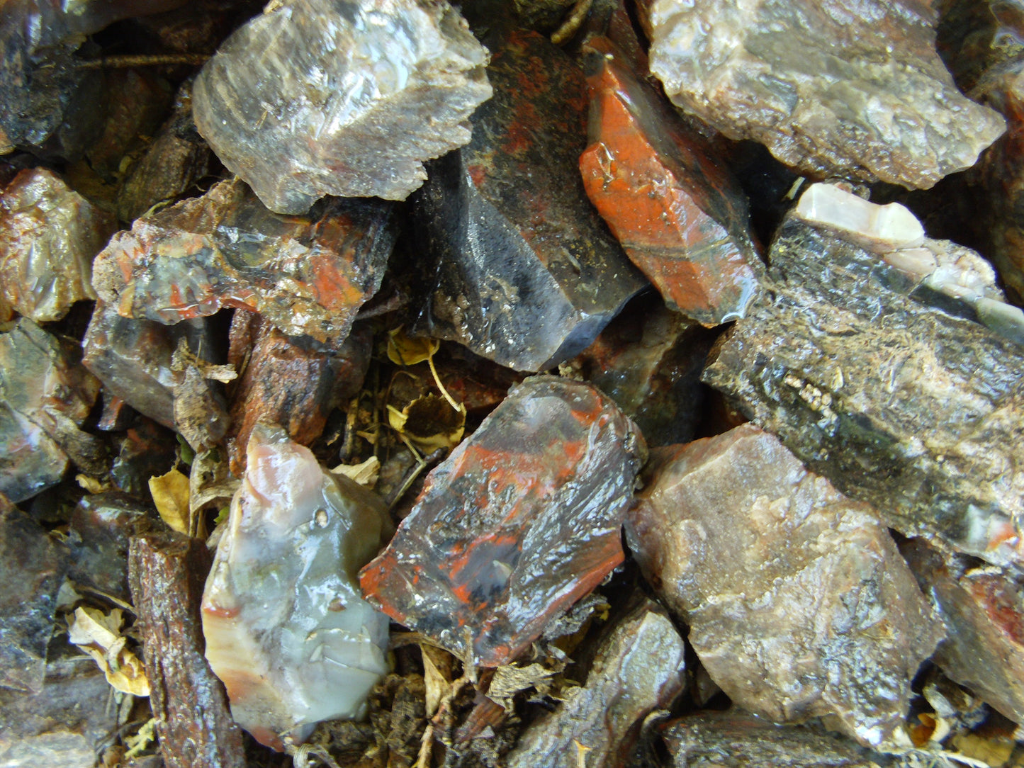 Petrified Wood: Colorful/Rainbow/Red