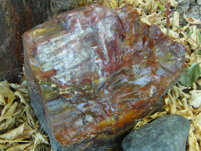 Petrified Wood: Colorful/Rainbow/Red