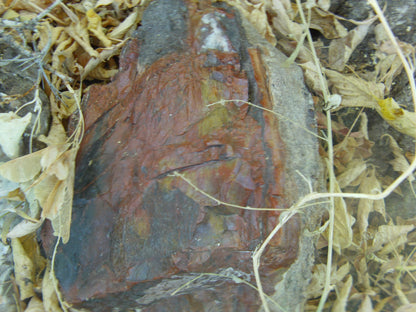 Petrified Wood: Colorful/Rainbow/Red