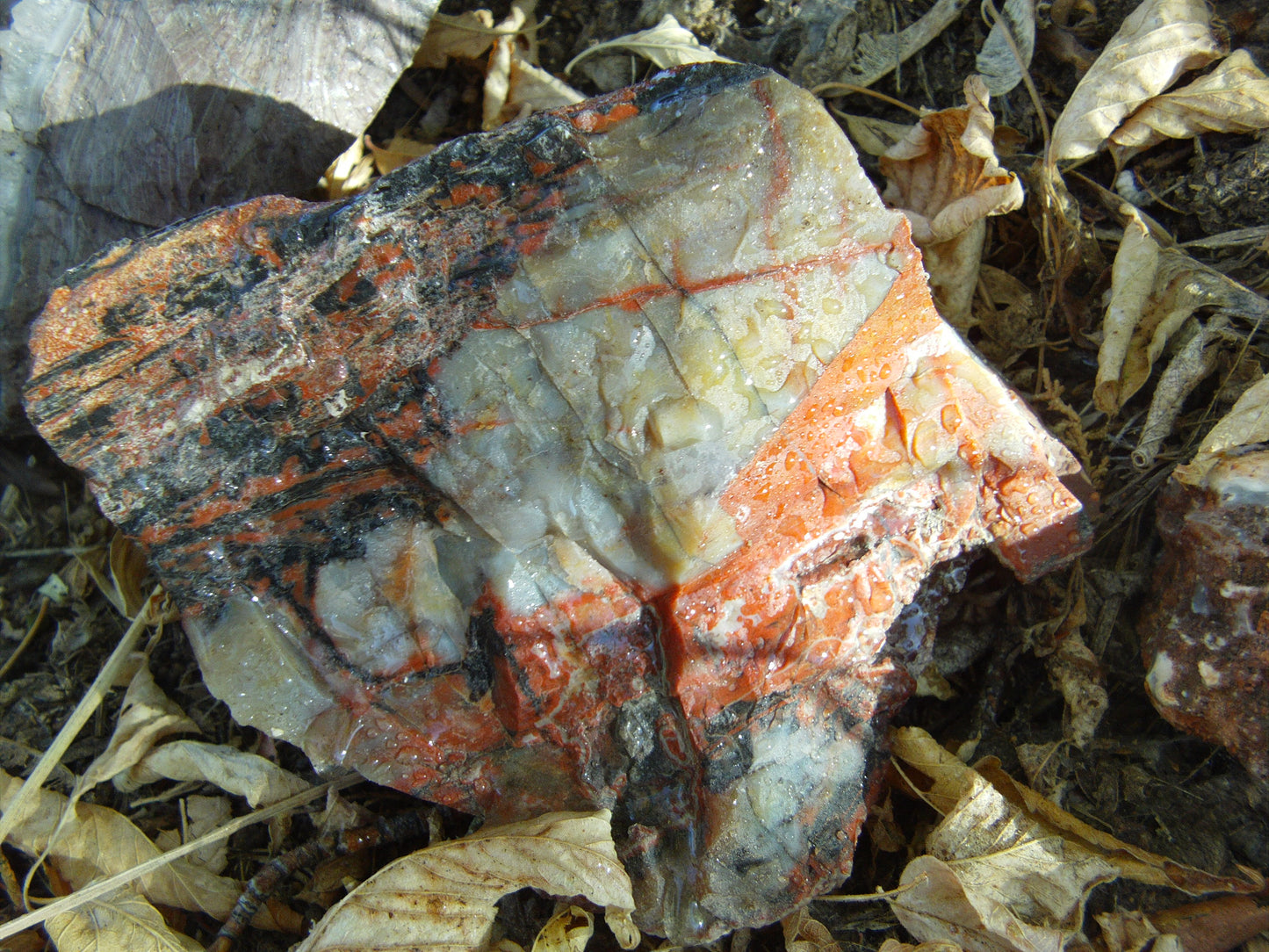 Petrified Wood: Colorful/Rainbow/Red
