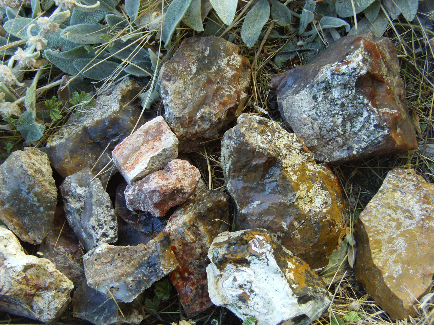 Multicolored Agate