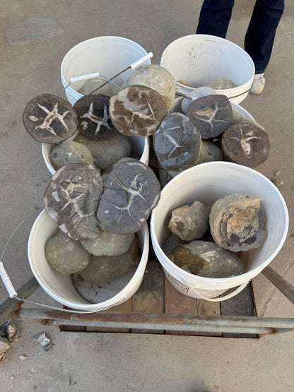 Septarian Nodules: Apatite, Aragonite, Calcite