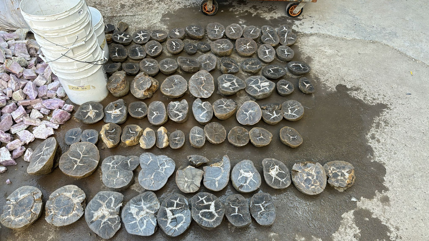 Septarian Nodules: Apatite, Aragonite, Calcite