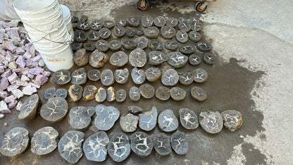 Septarian Nodules: Apatite, Aragonite, Calcite