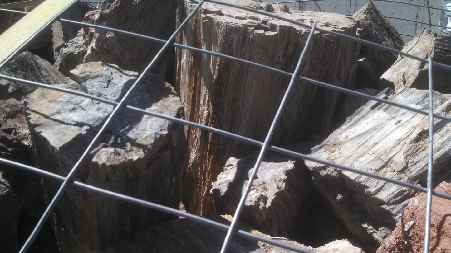 Petrified Wood: Dark