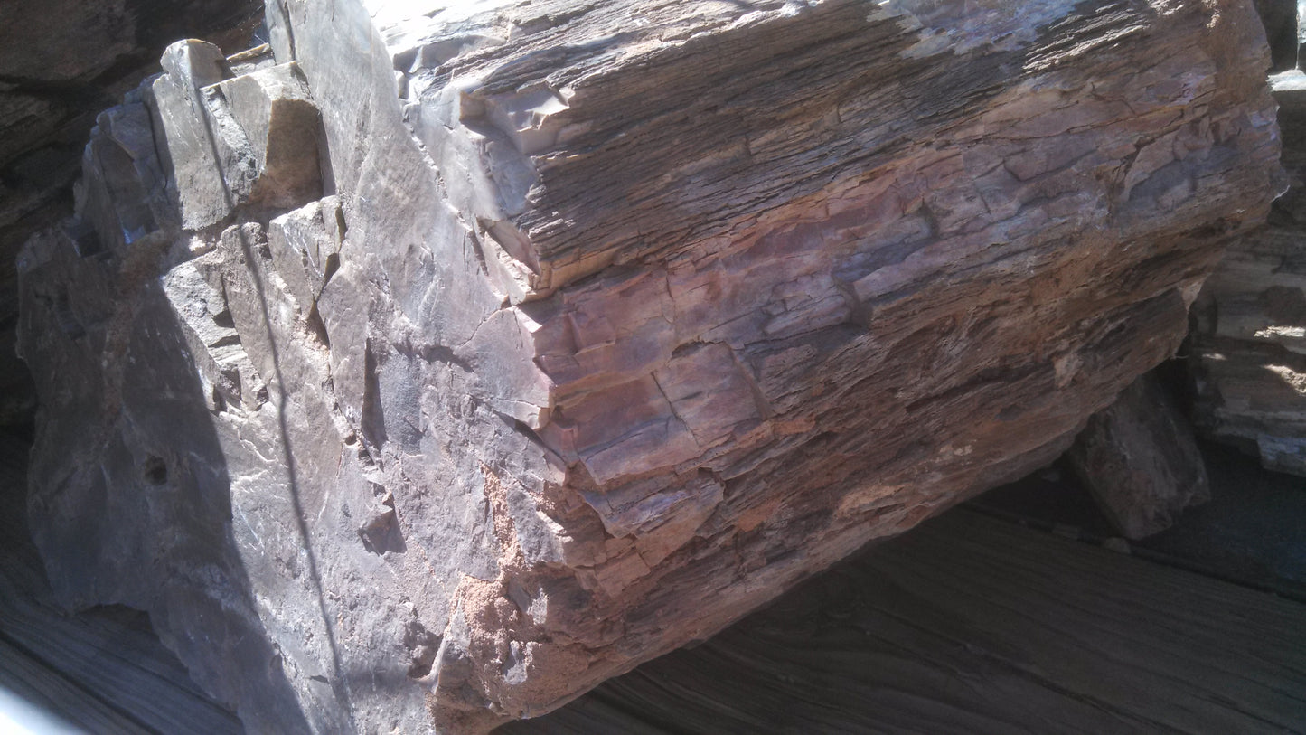 Petrified Wood: Dark