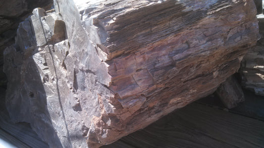 Petrified Wood: Dark