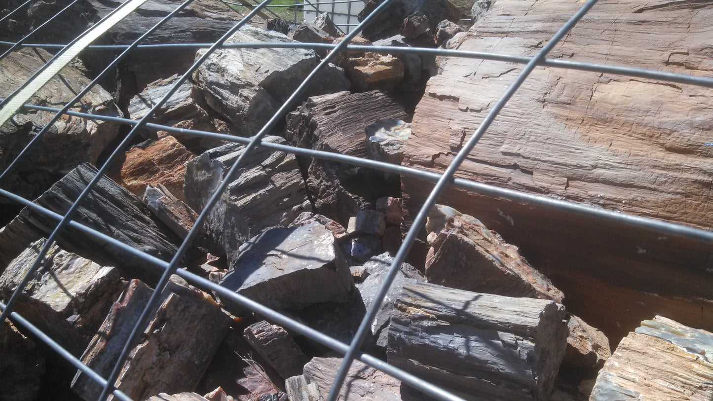 Petrified Wood: Dark