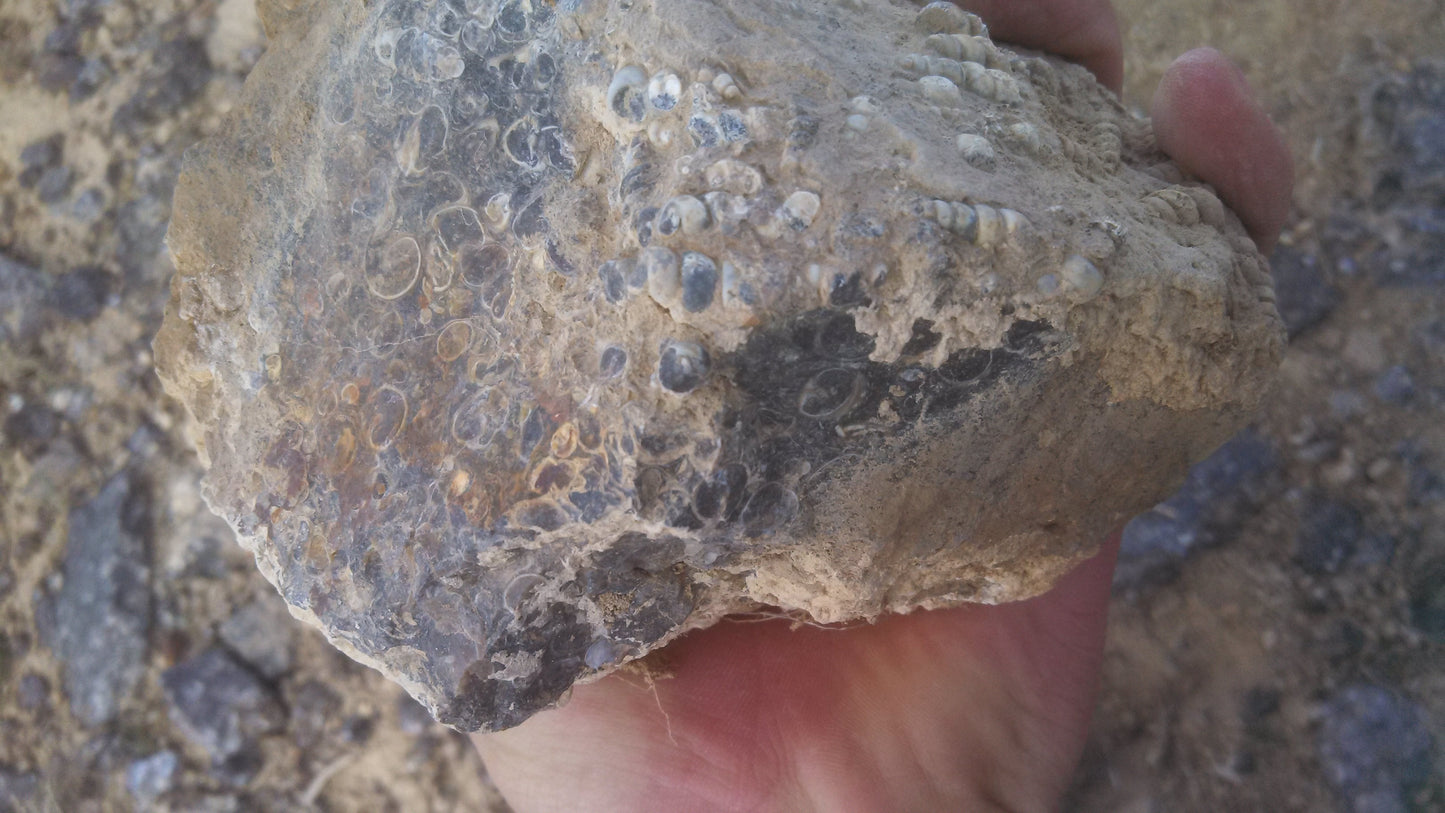 Turitella Agate