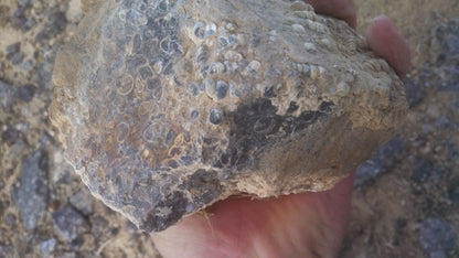 Turitella Agate