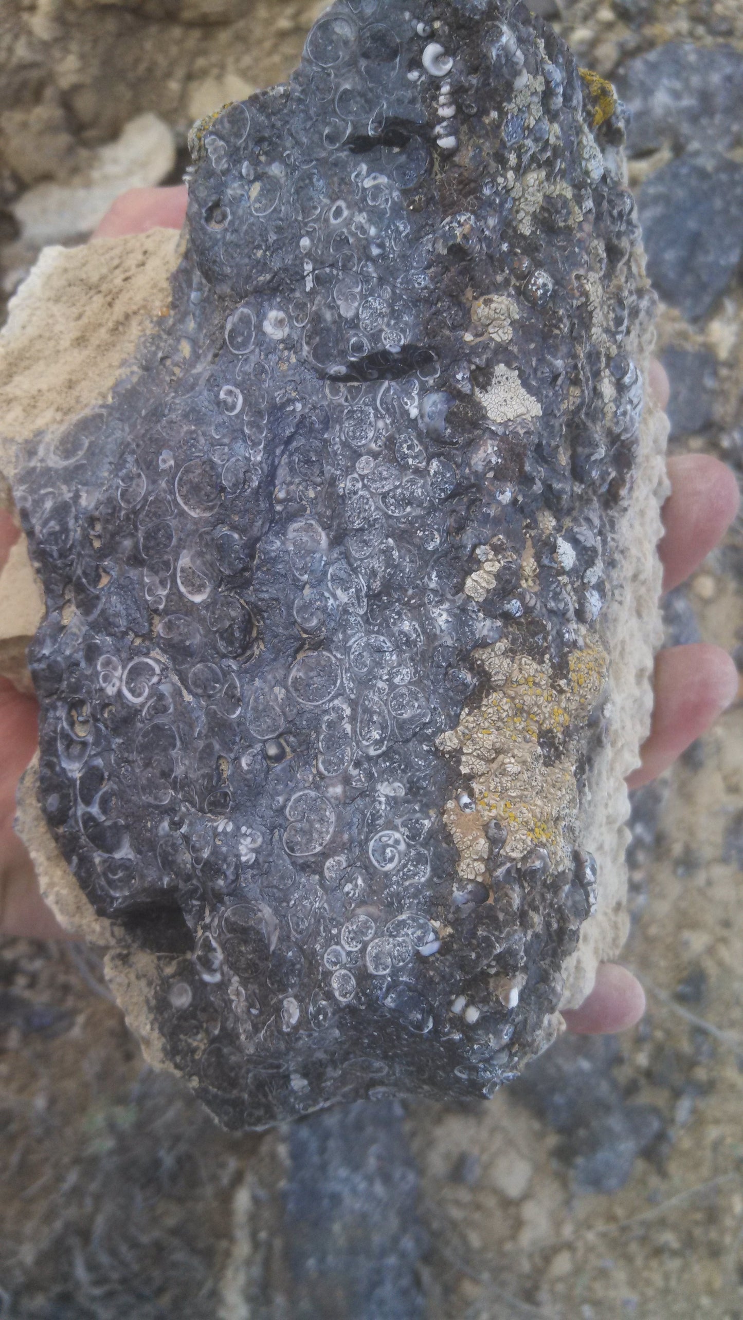 Turitella Agate