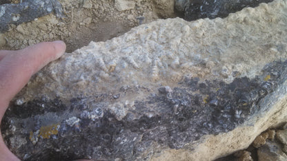 Turitella Agate