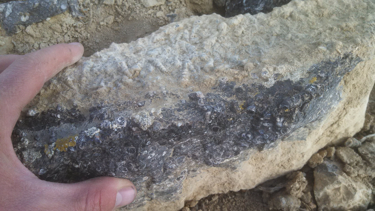 Turitella Agate