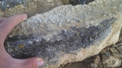 Turitella Agate