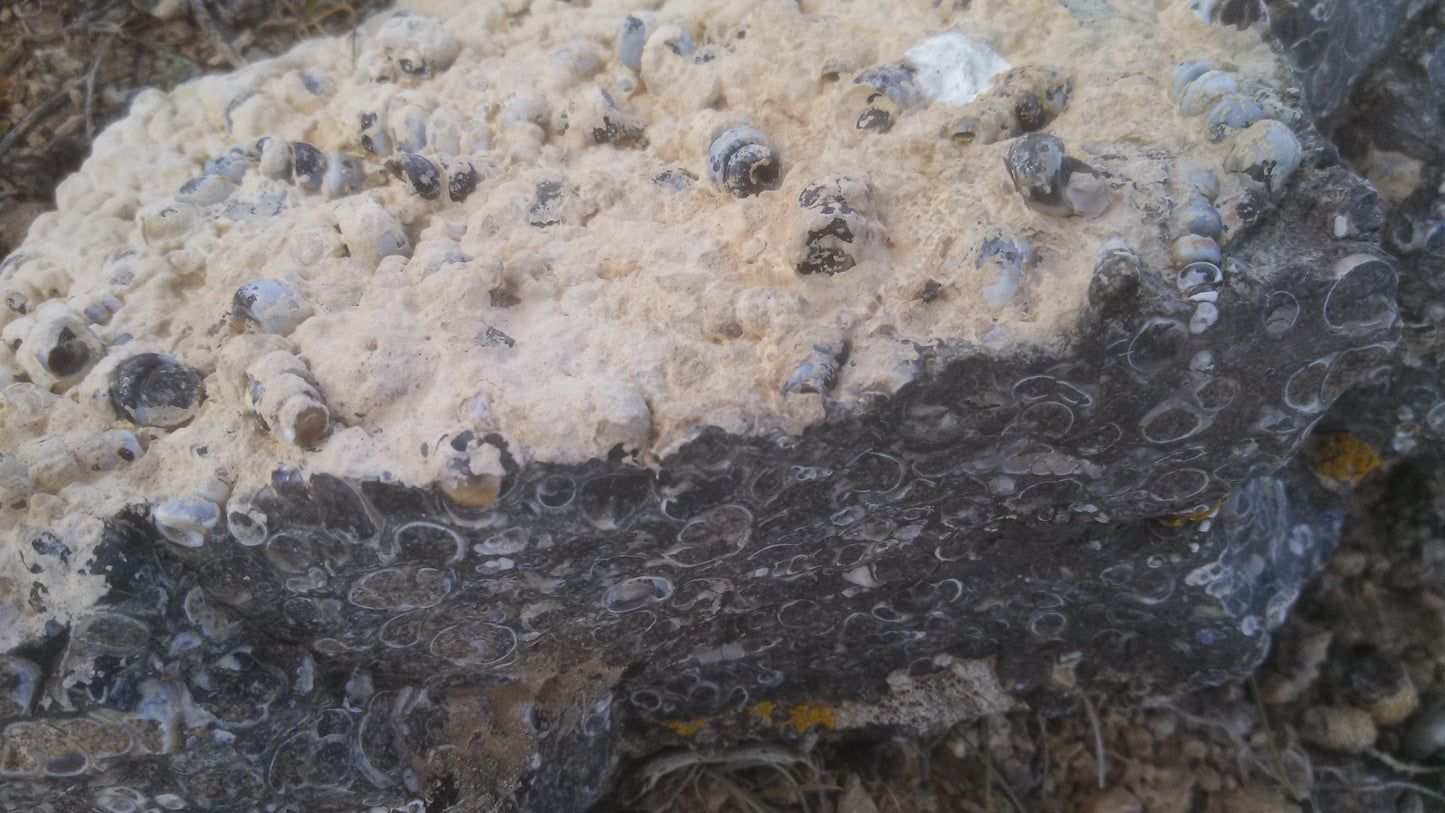Turitella Agate