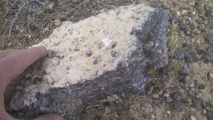 Turitella Agate