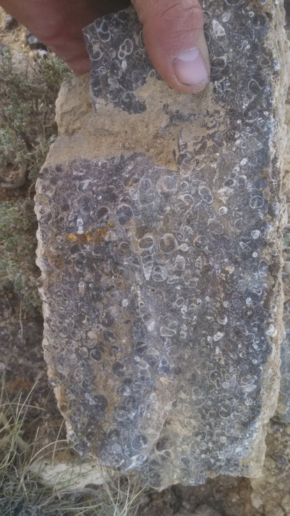 Turitella Agate