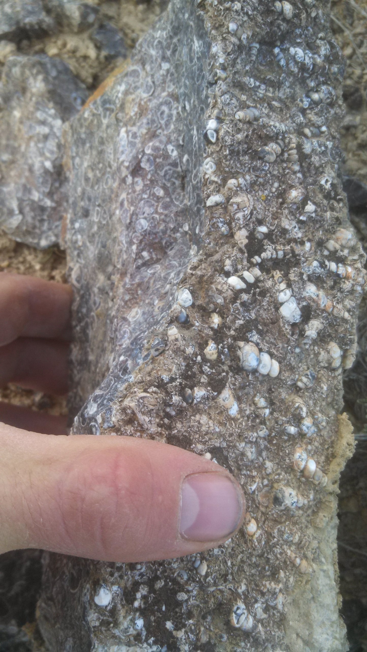 Turitella Agate