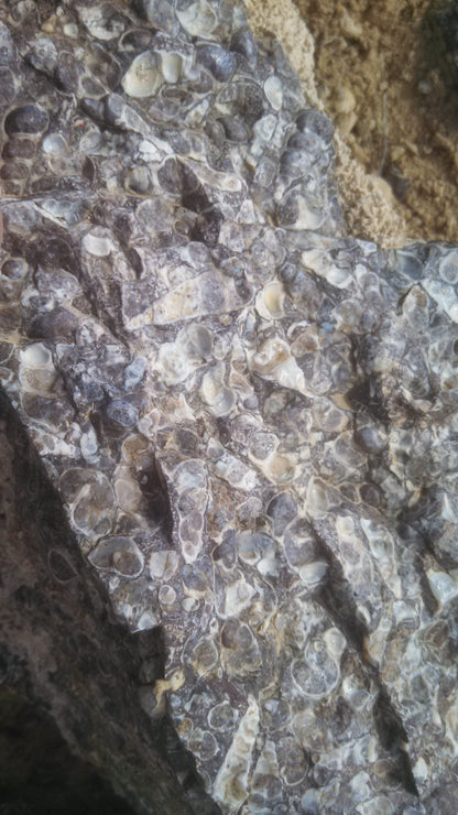 Turitella Agate
