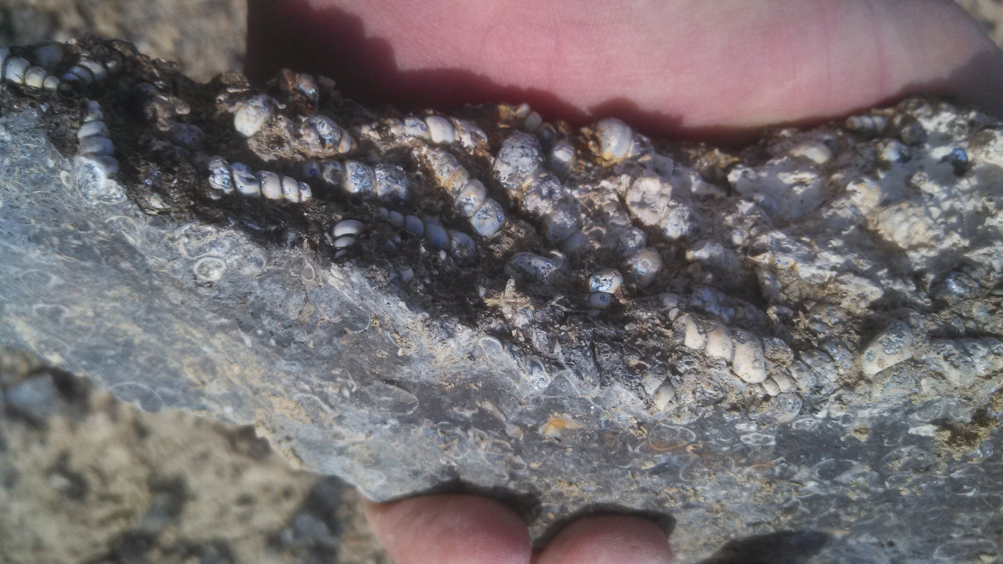 Turitella Agate