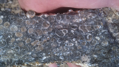 Turitella Agate