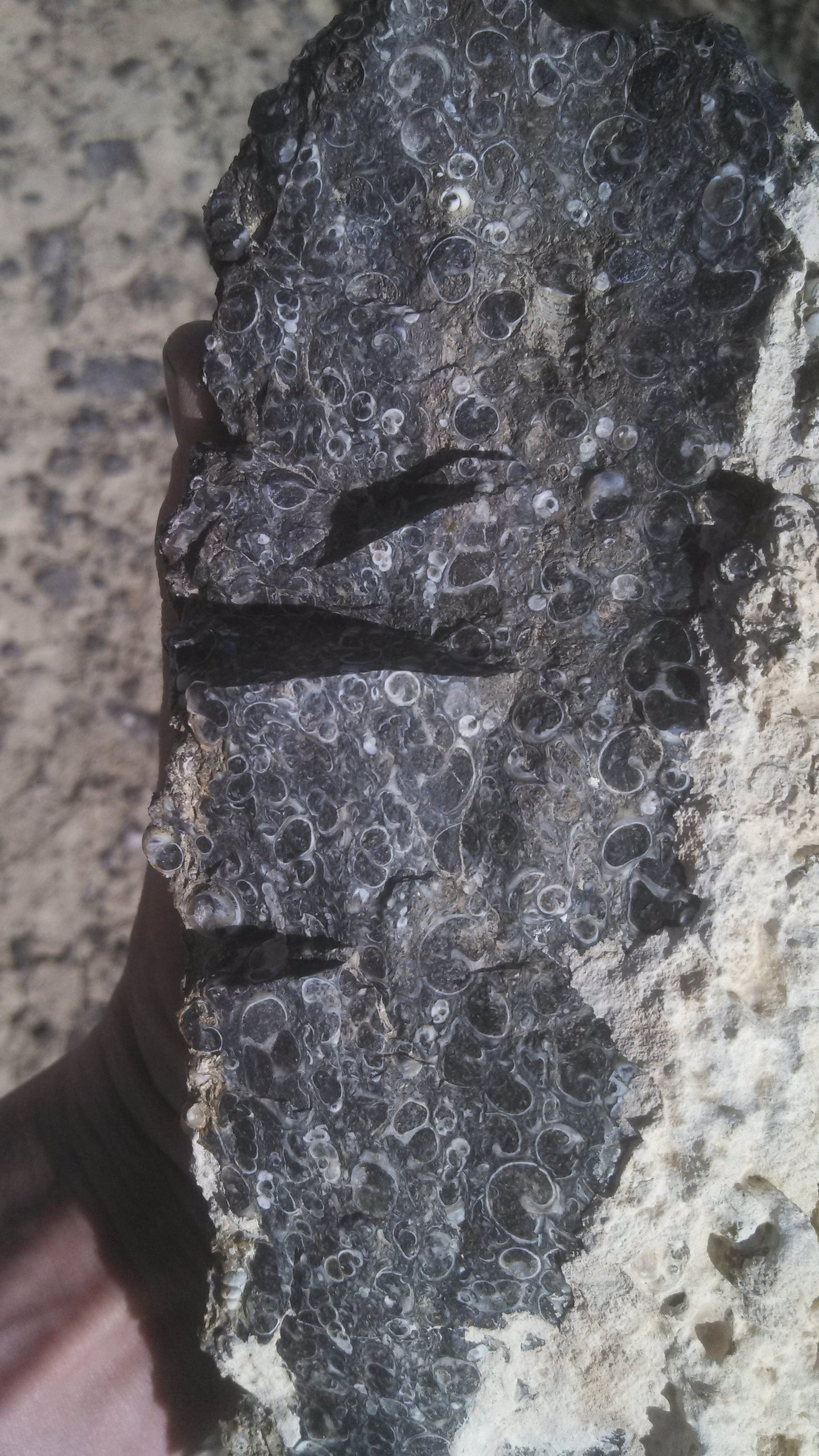 Turitella Agate
