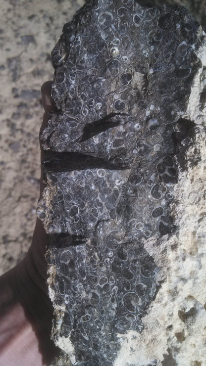 Turitella Agate