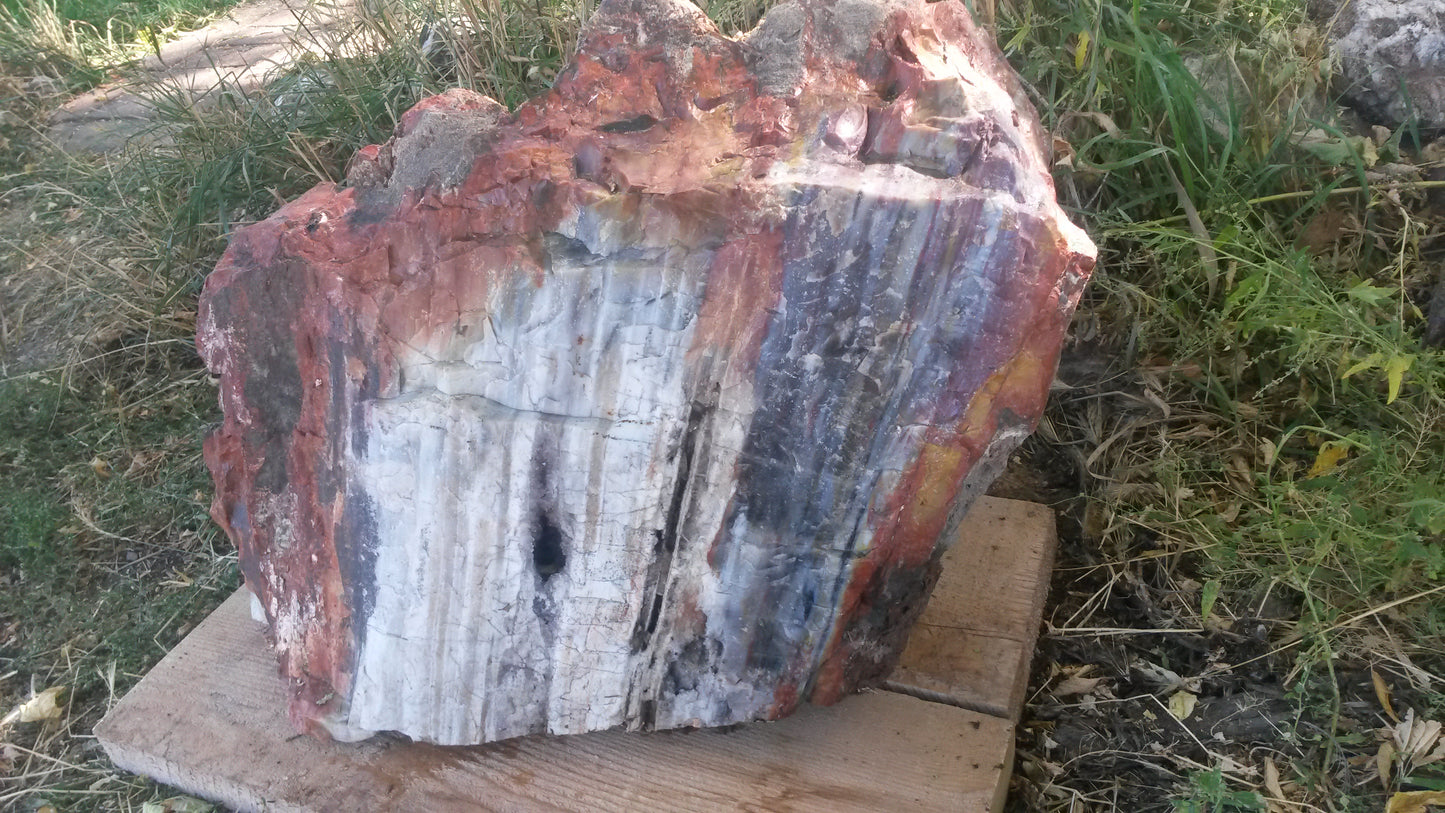 Petrified Wood: Colorful/Rainbow/Red