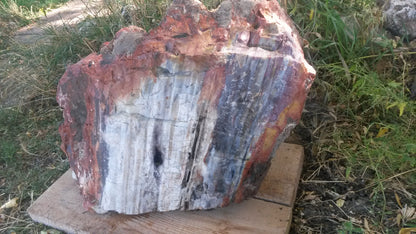 Petrified Wood: Colorful/Rainbow/Red
