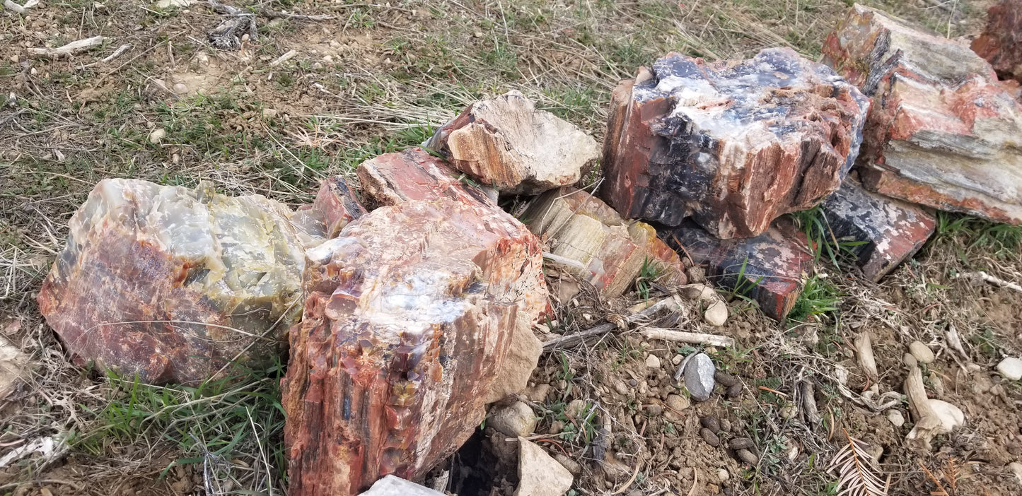 Petrified Wood: Colorful/Rainbow/Red