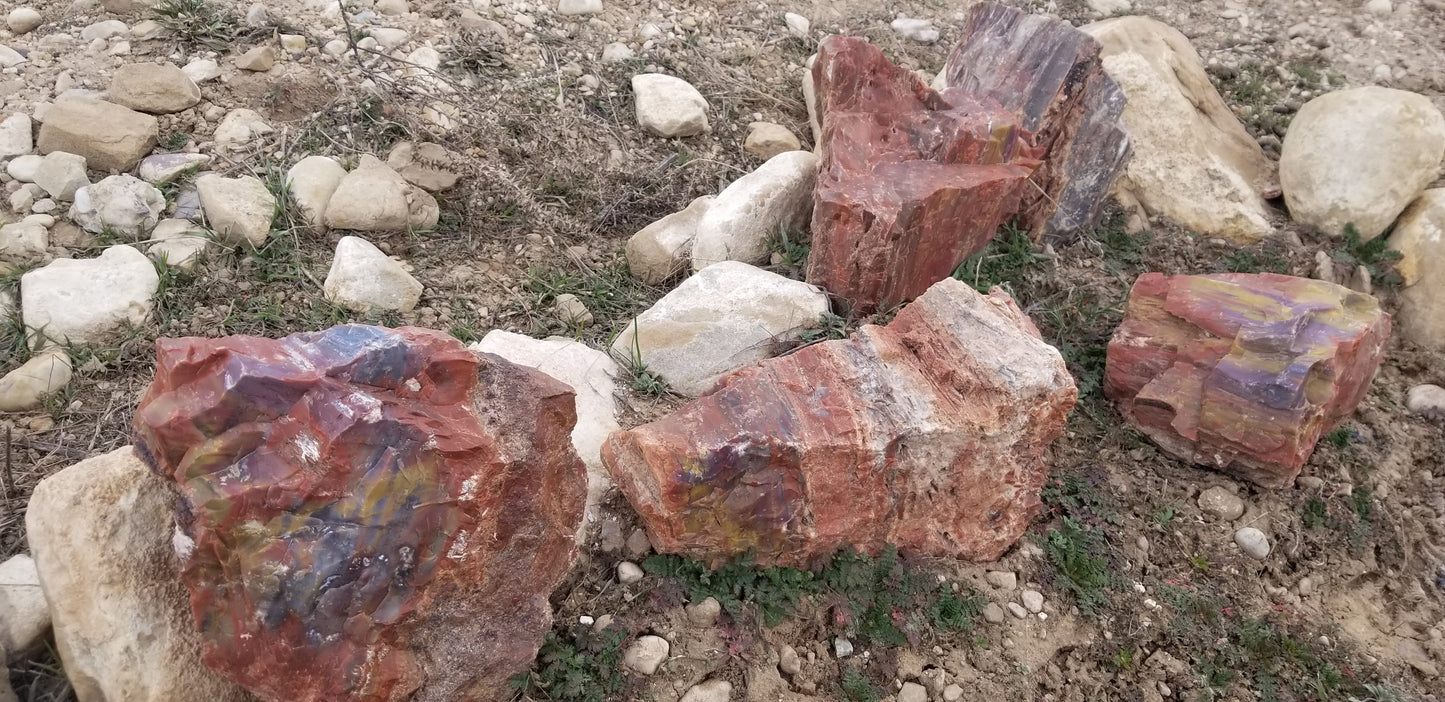 Petrified Wood: Colorful/Rainbow/Red