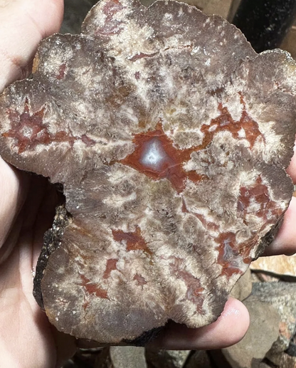 Agate Nodules, Moab Nodules, Aka Septarian Agate