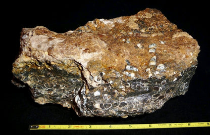 Turitella Agate