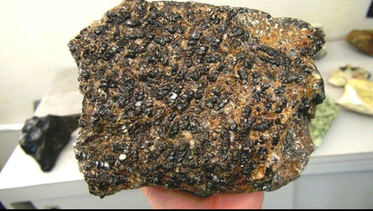 Turitella Agate