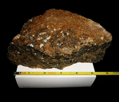 Turitella Agate