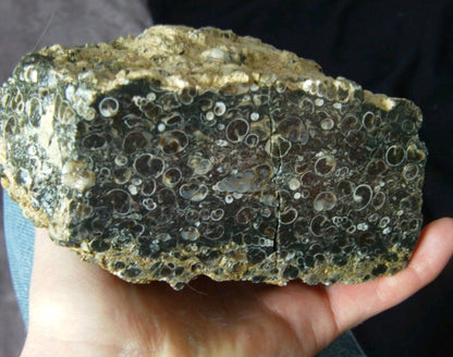Turitella Agate