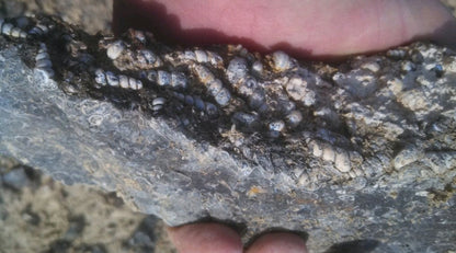 Turitella Agate