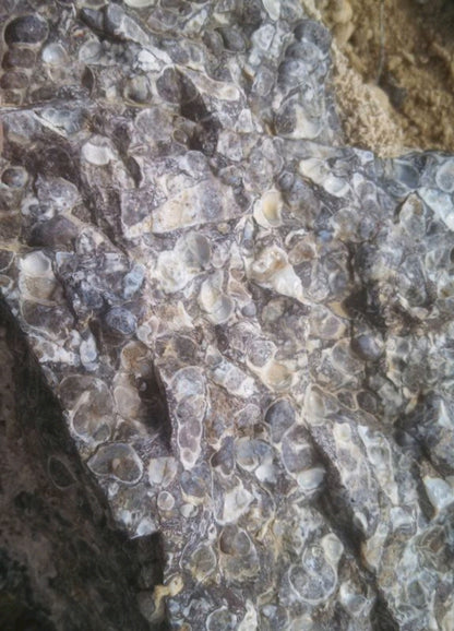 Turitella Agate