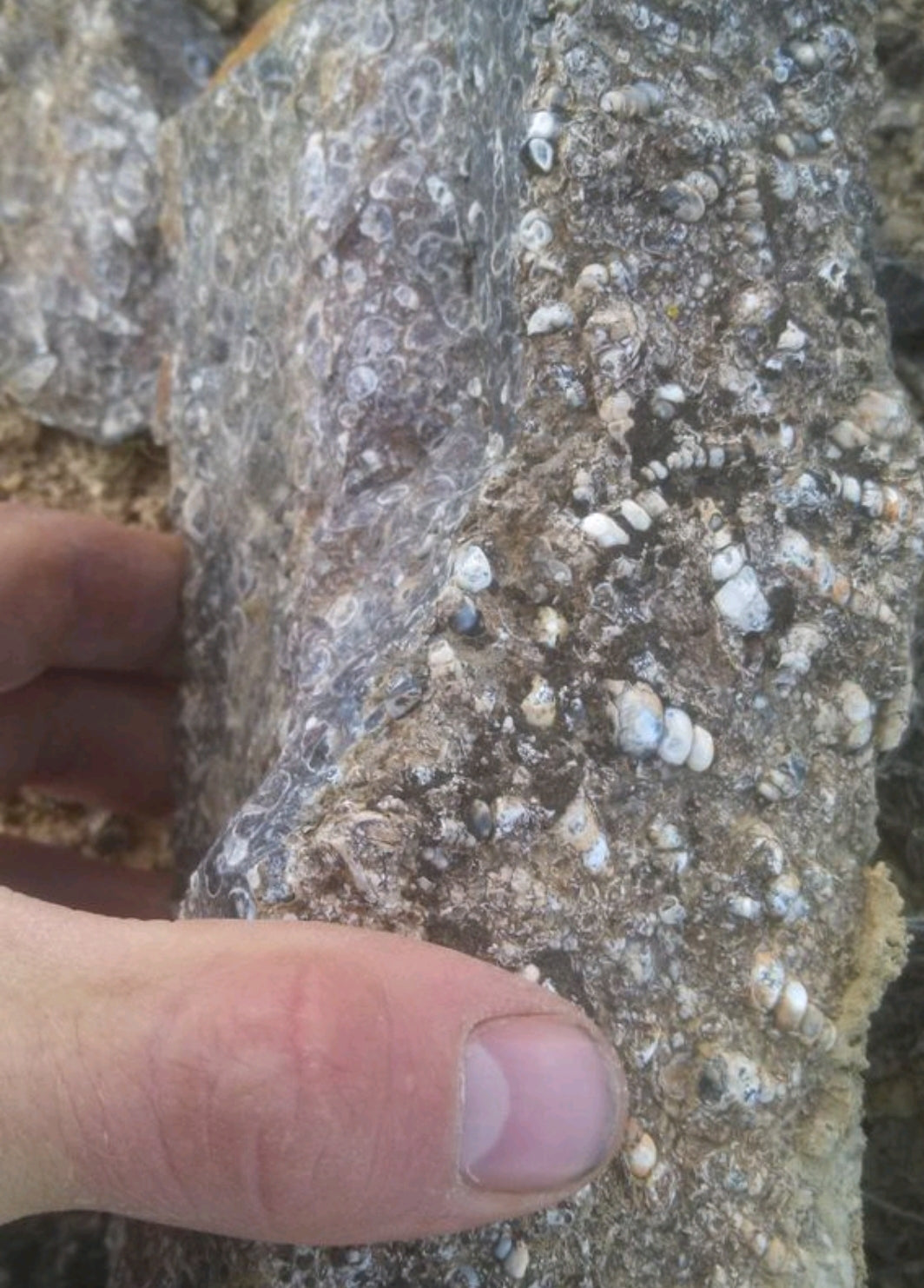 Turitella Agate