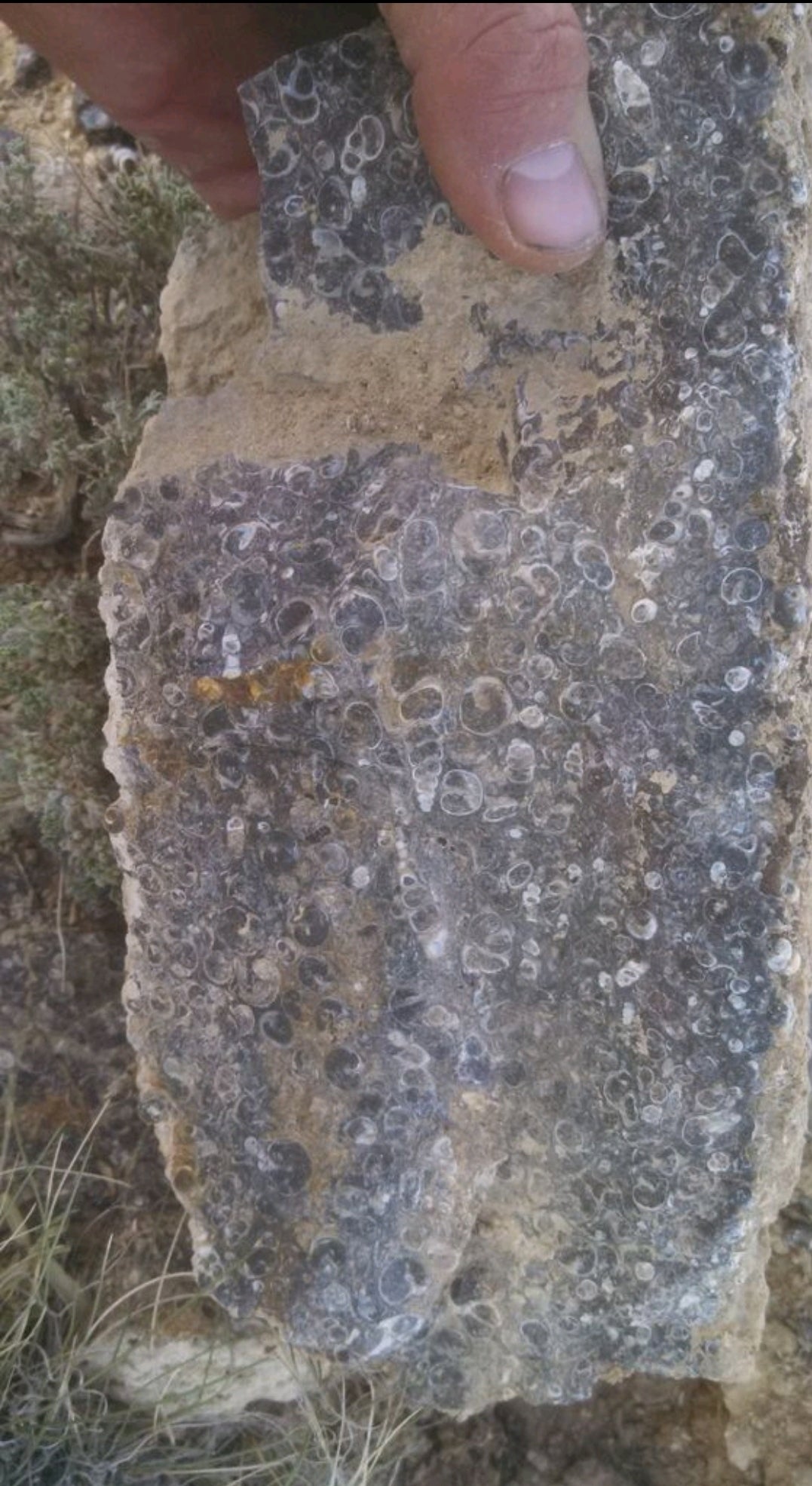 Turitella Agate