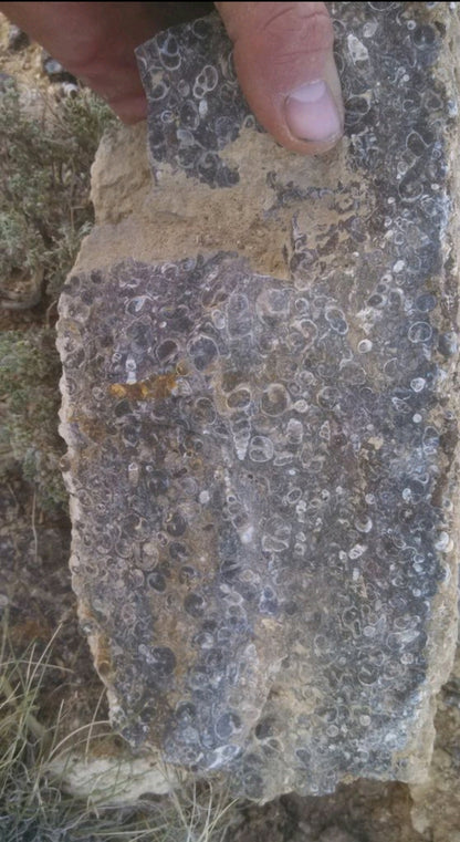 Turitella Agate