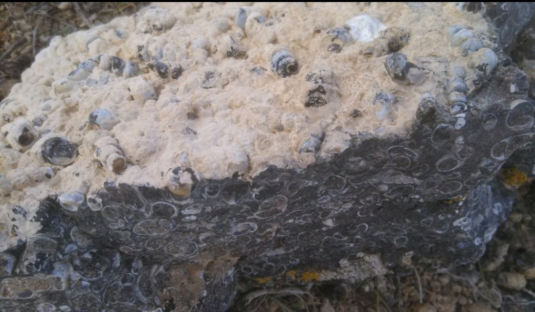 Turitella Agate