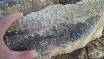 Turitella Agate