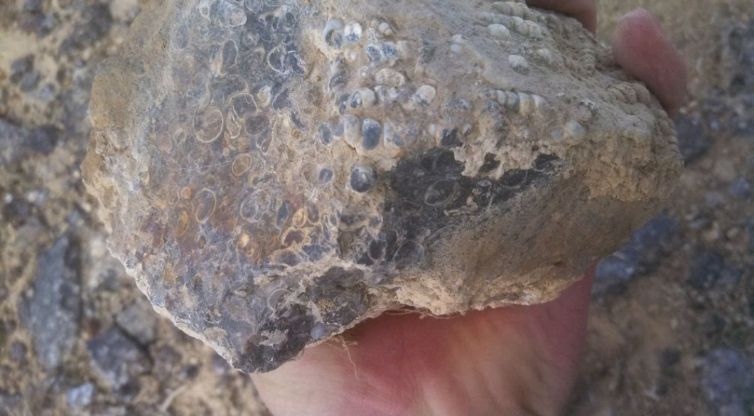 Turitella Agate