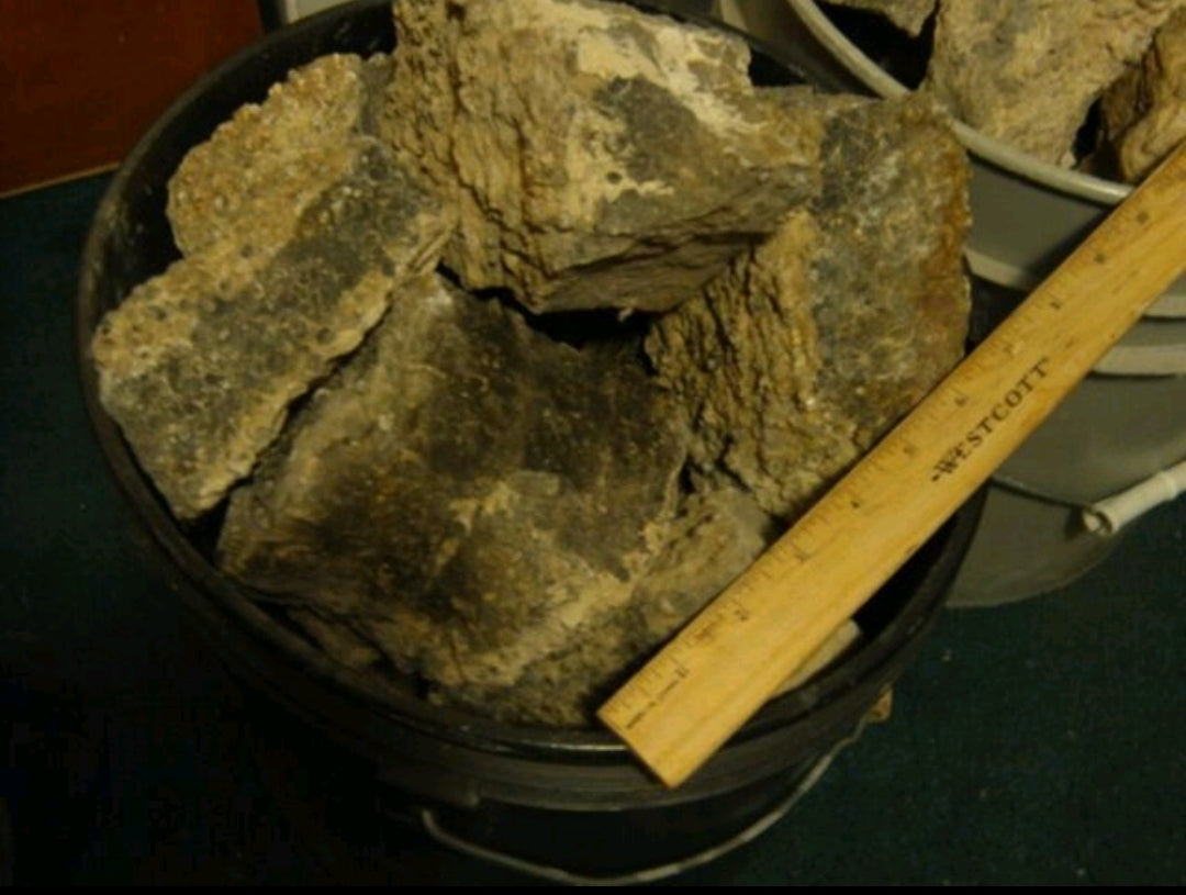Turitella Agate